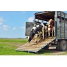 Bienestar Animal para Transportistas